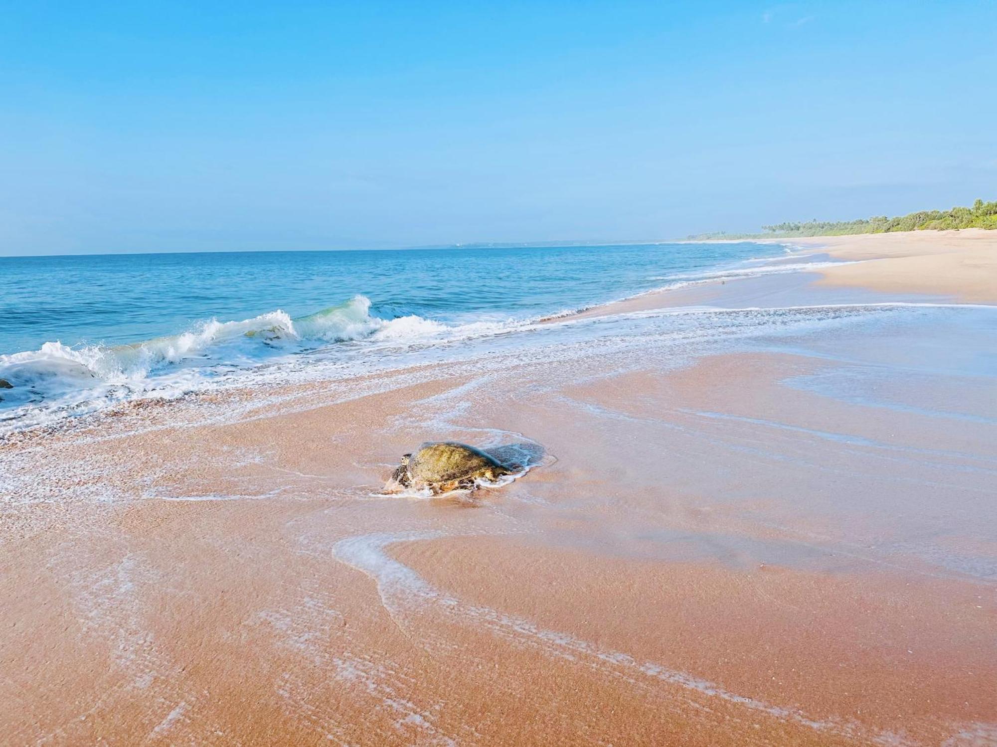 Shine Wave Turtle Beach แทนกาลเล ภายนอก รูปภาพ